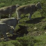 ganaderia extensiva
